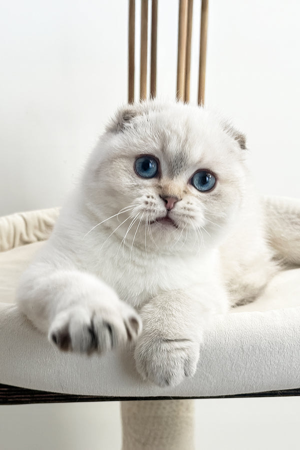 Corby | Scottish Fold Kitten