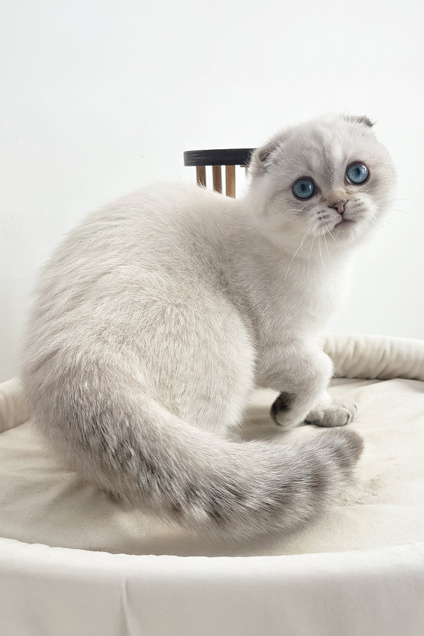 Corby | Scottish Fold Kitten