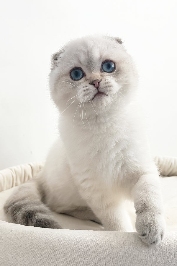Corby | Scottish Fold Kitten
