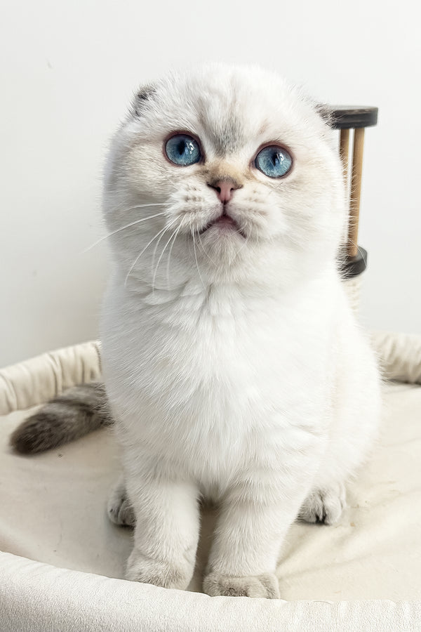 Corby | Scottish Fold Kitten