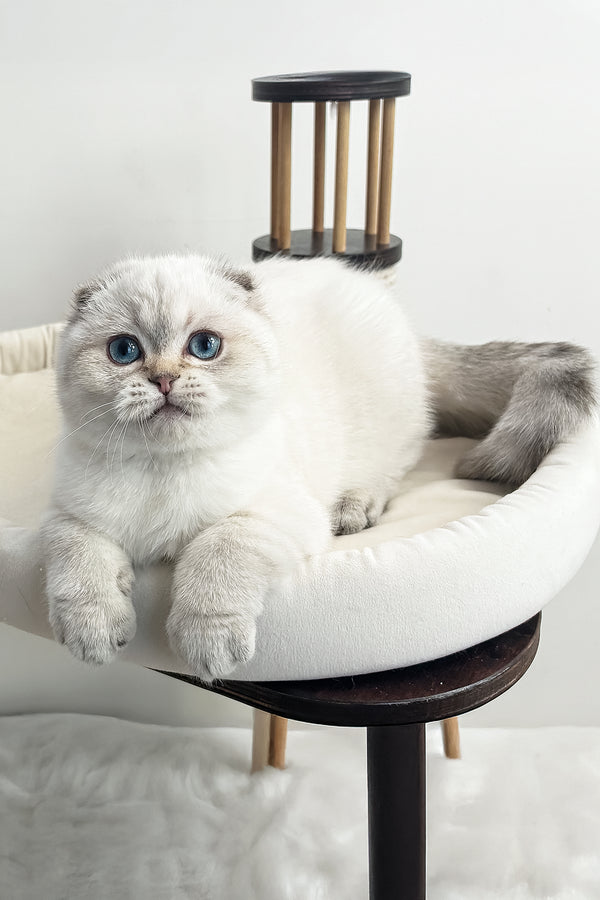 Corby | Scottish Fold Kitten