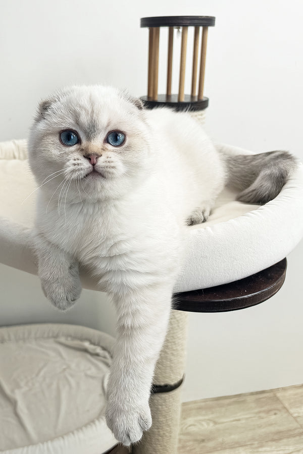 Corby | Scottish Fold Kitten