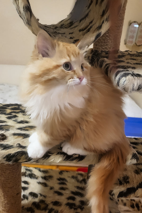 Corsair | Siberian Kitten