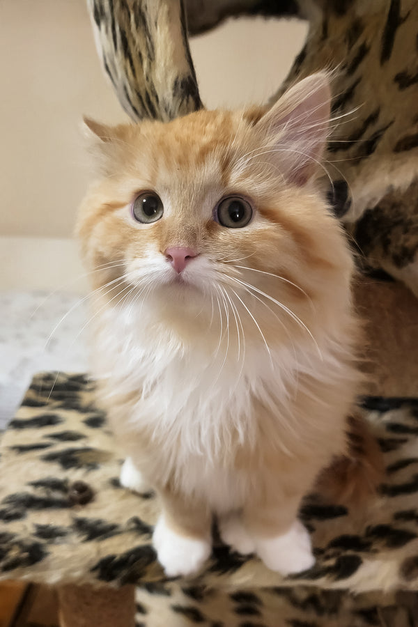 Corsair | Siberian Kitten