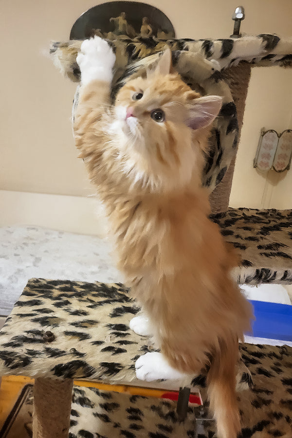 Corsair | Siberian Kitten