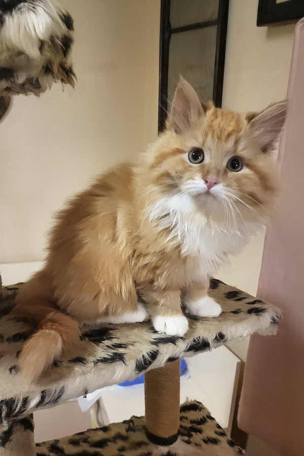 Corsair | Siberian Kitten