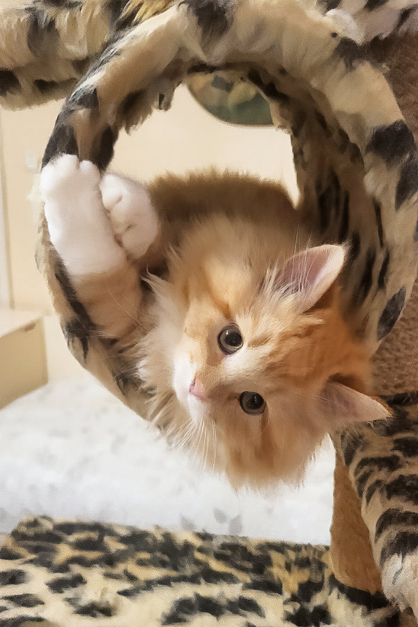 Corsair | Siberian Kitten