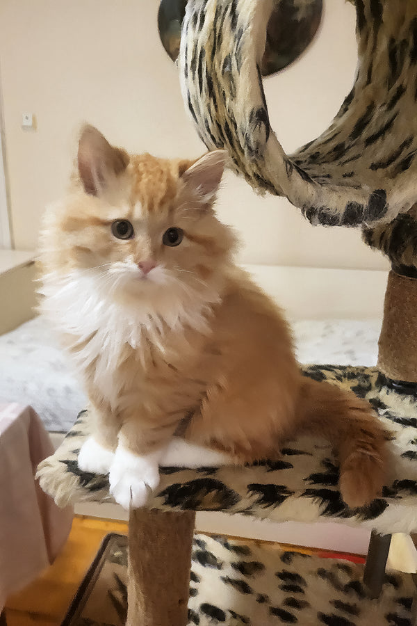 Corsair | Siberian Kitten