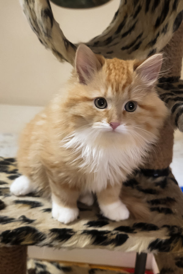 Corsair | Siberian Kitten