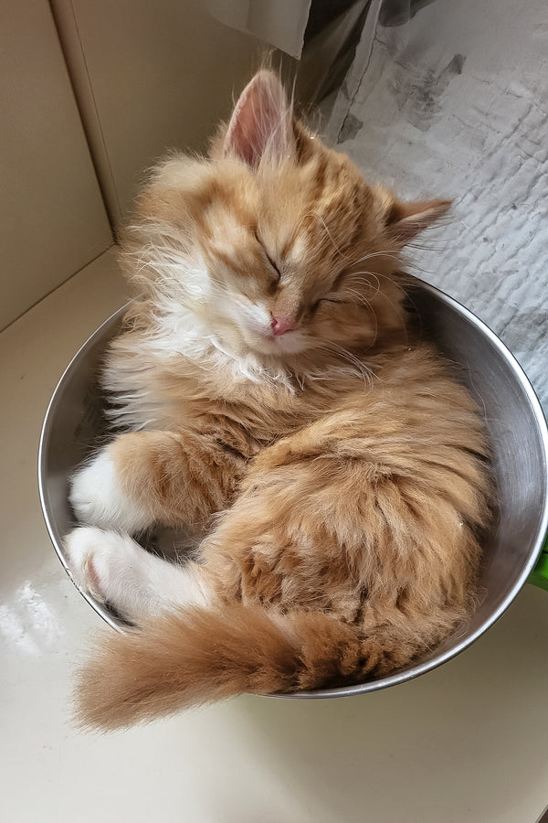 Corsair | Siberian Kitten