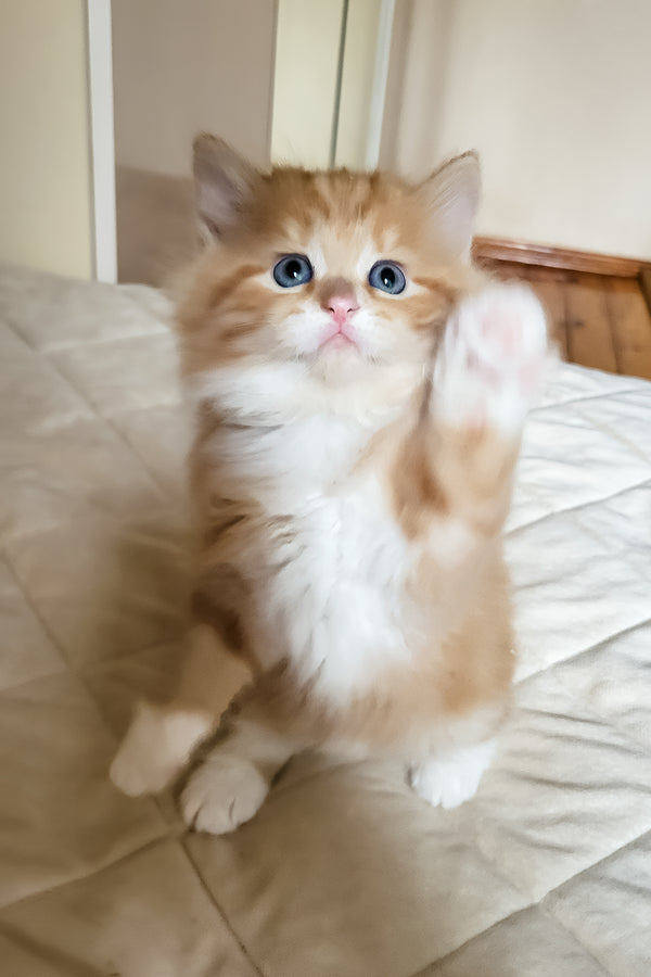 Corsair | Siberian Kitten