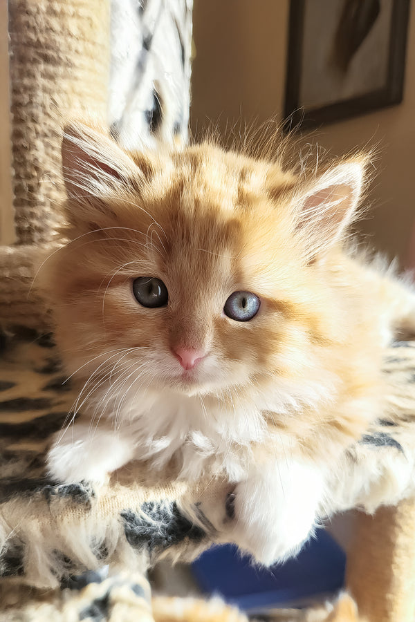 Corsair | Siberian Kitten