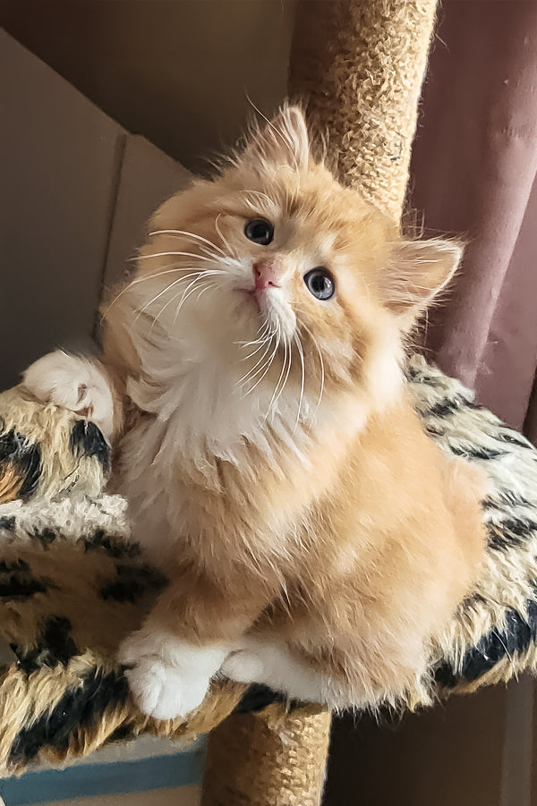 Corsair | Siberian Kitten