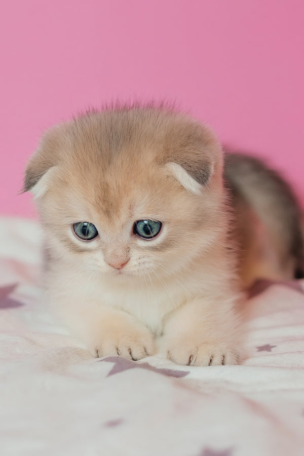 Cosmo | Scottish Fold Kitten