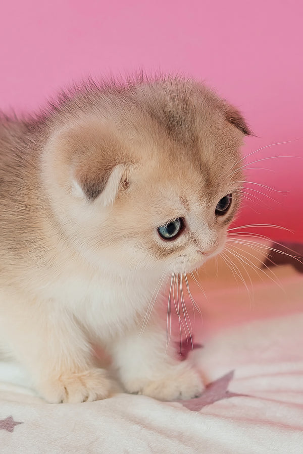 Cosmo | Scottish Fold Kitten