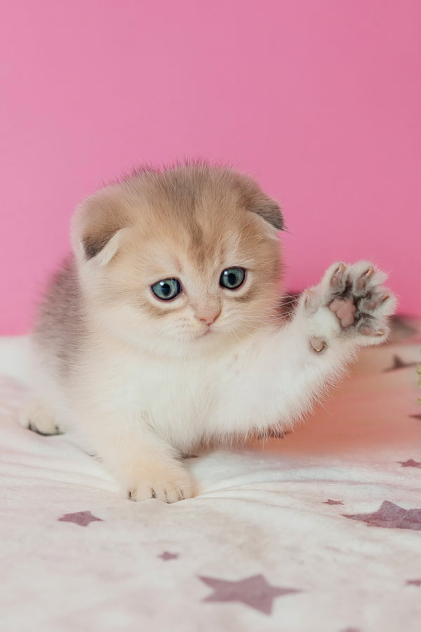Cosmo | Scottish Fold Kitten