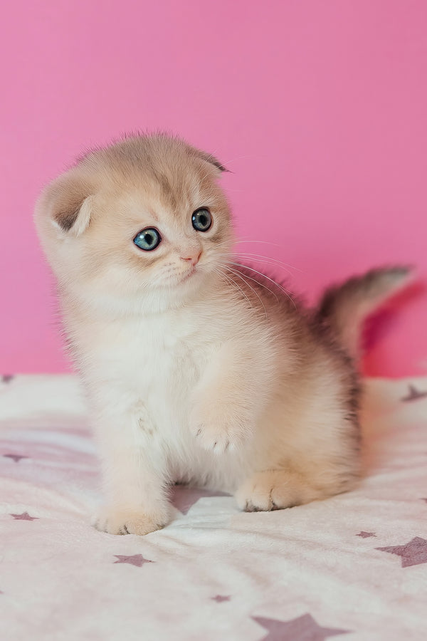 Cosmo | Scottish Fold Kitten