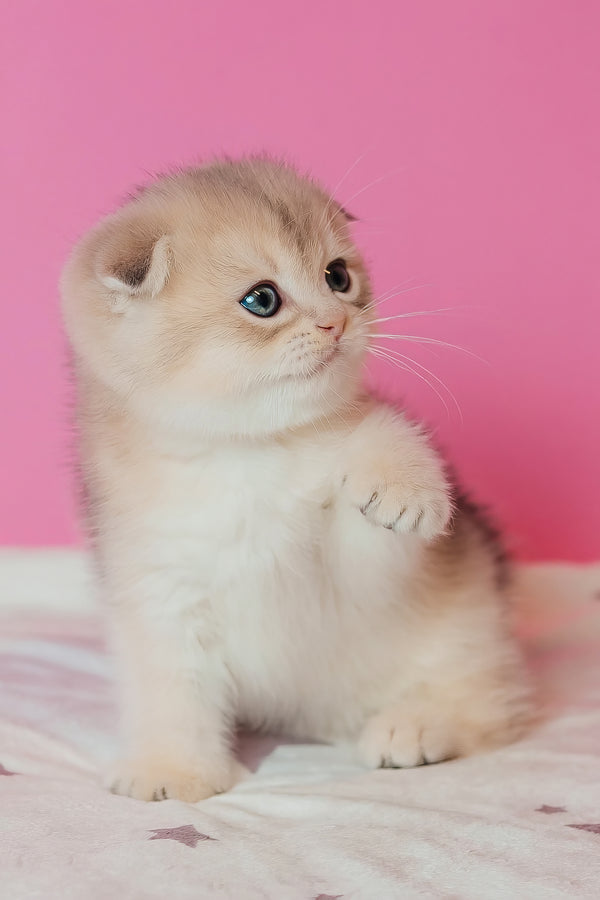 Cosmo | Scottish Fold Kitten