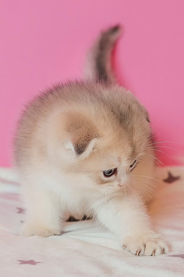 Cosmo | Scottish Fold Kitten