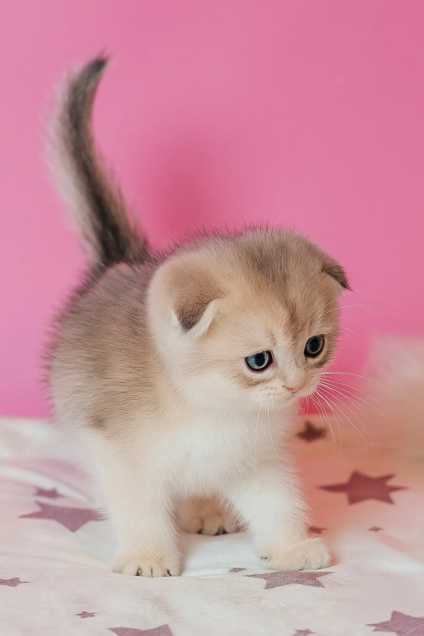 Cosmo | Scottish Fold Kitten
