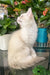 Cosmo | Ragdoll Kitten