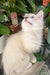 Cosmo | Ragdoll Kitten