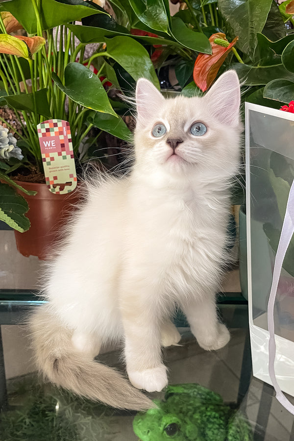Cosmo | Ragdoll Kitten