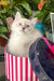 Cosmo | Ragdoll Kitten