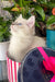 Cosmo | Ragdoll Kitten