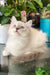 Cosmo | Ragdoll Kitten