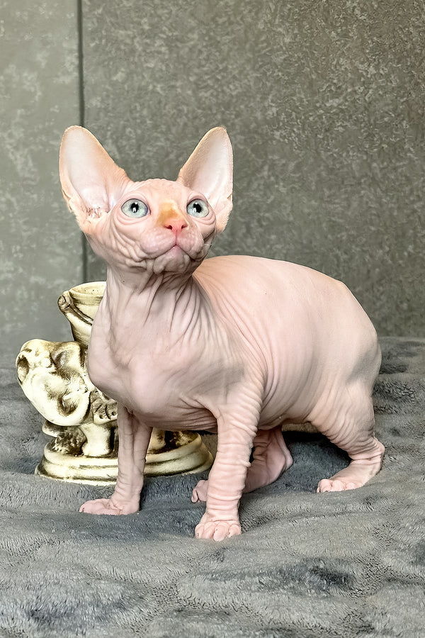Cream | Canadian Sphynx Kitten