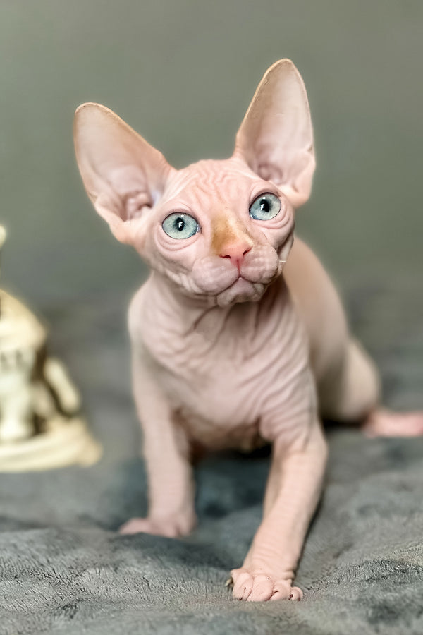 Cream | Canadian Sphynx Kitten