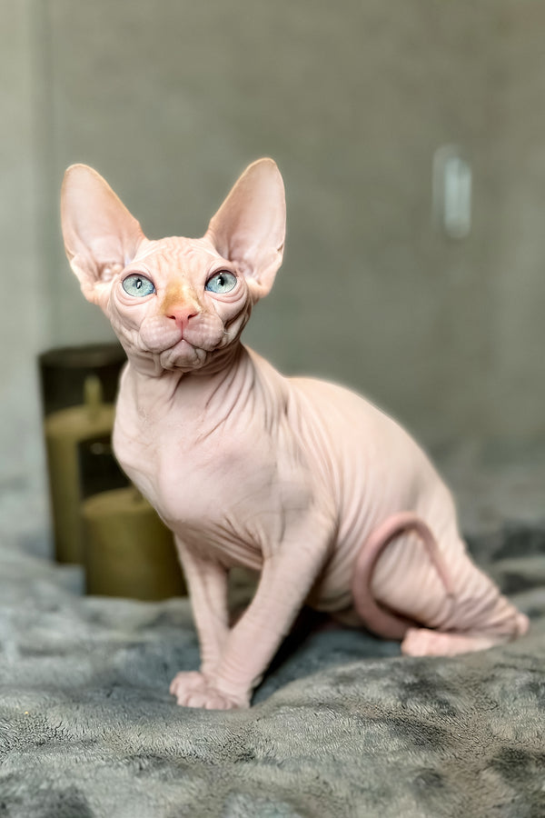 Cream | Canadian Sphynx Kitten