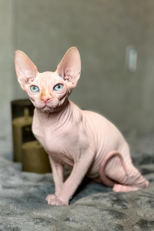 Cream | Canadian Sphynx Kitten