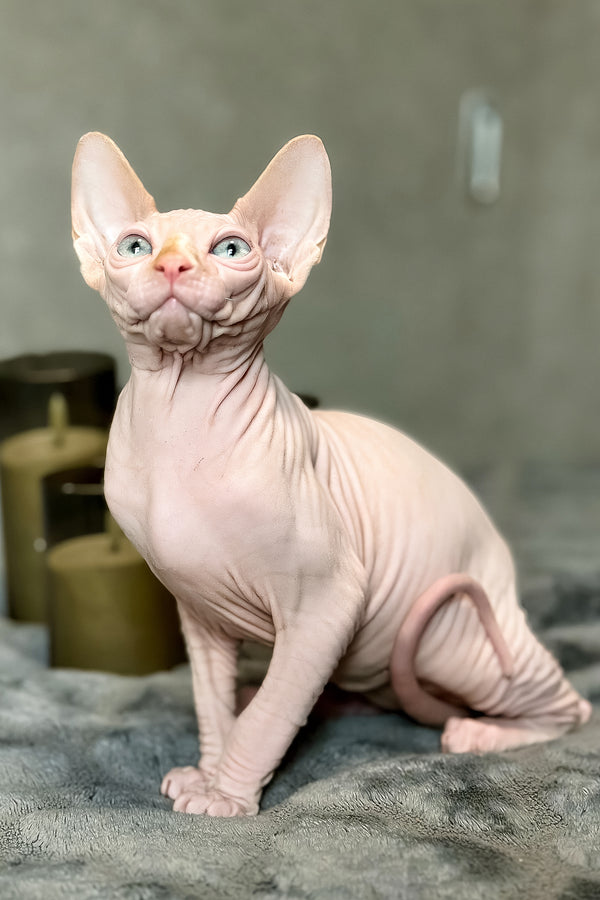 Cream | Canadian Sphynx Kitten