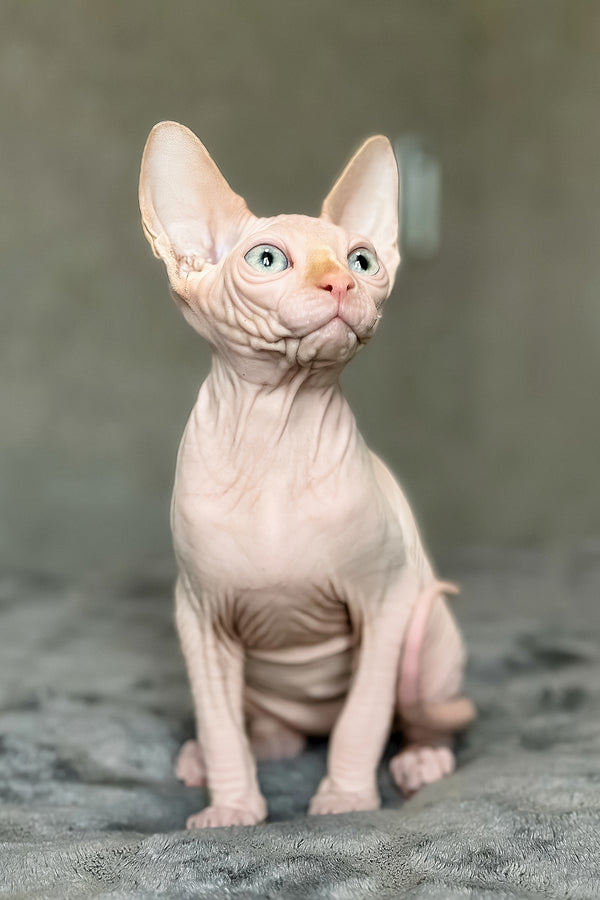 Cream | Canadian Sphynx Kitten