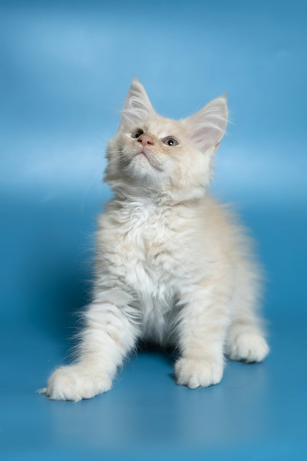 Callie | Maine Coon Kitten