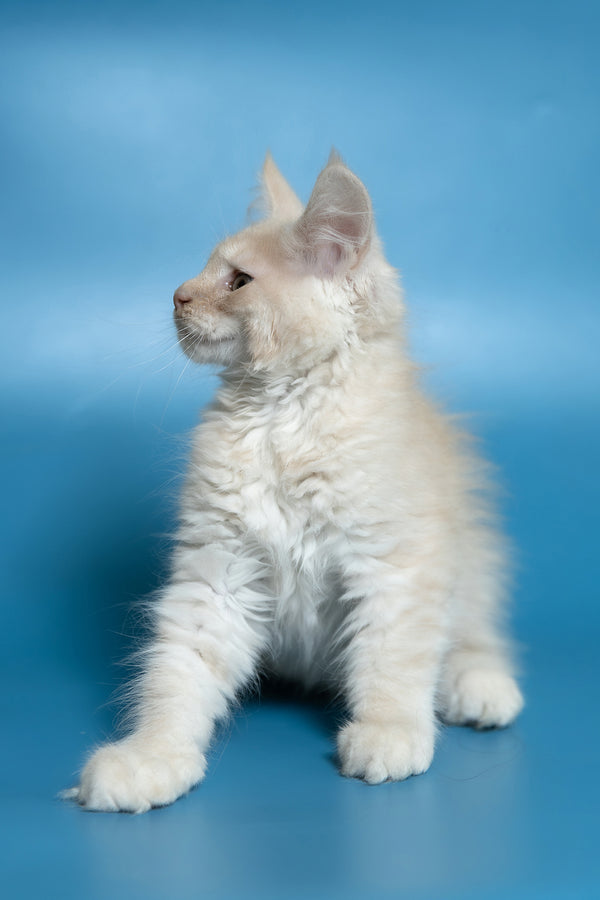 Callie | Maine Coon Kitten