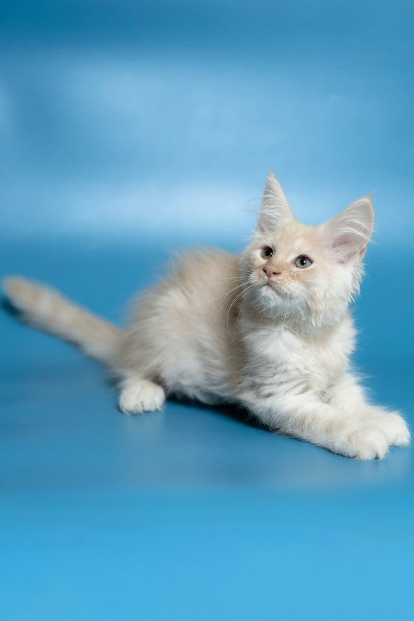 Callie | Maine Coon Kitten