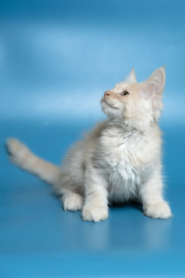 Callie | Maine Coon Kitten