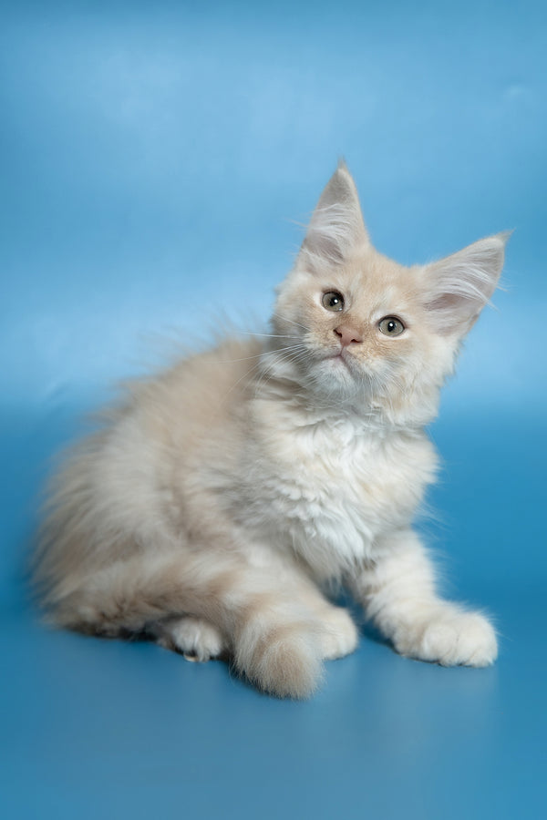 Callie | Maine Coon Kitten