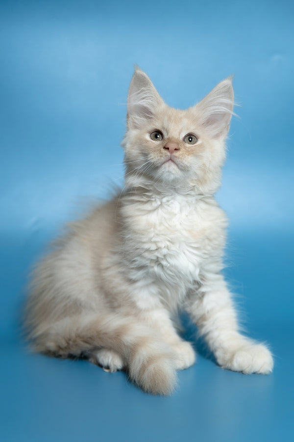 Callie | Maine Coon Kitten