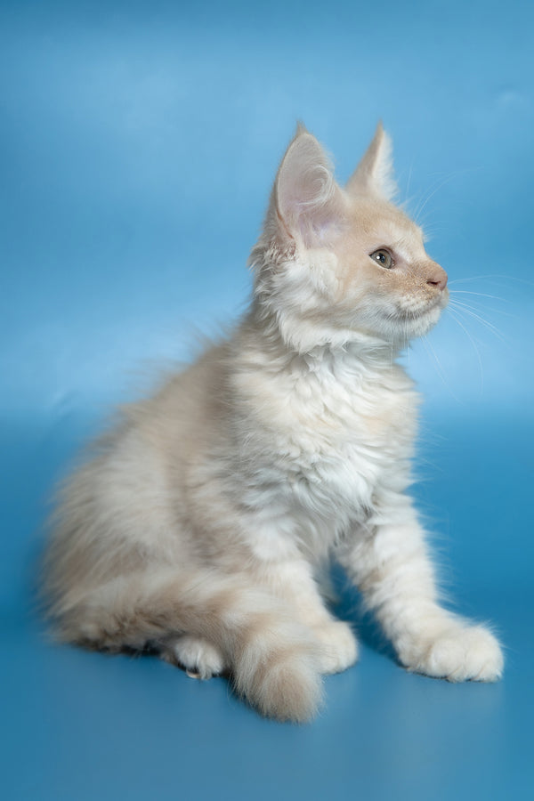 Callie | Maine Coon Kitten