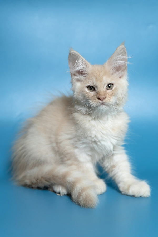 Callie | Maine Coon Kitten