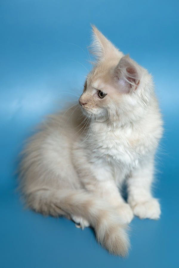 Callie | Maine Coon Kitten