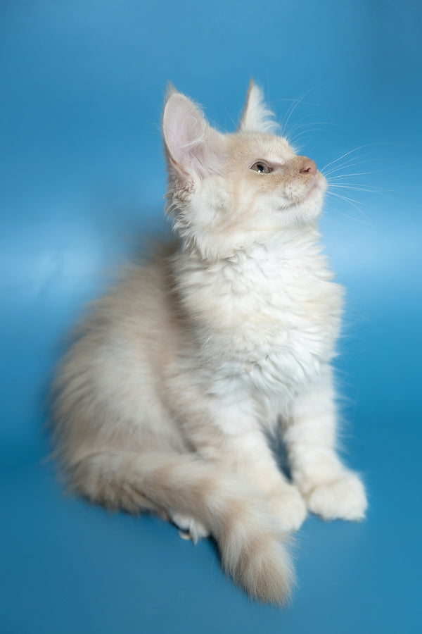 Callie | Maine Coon Kitten