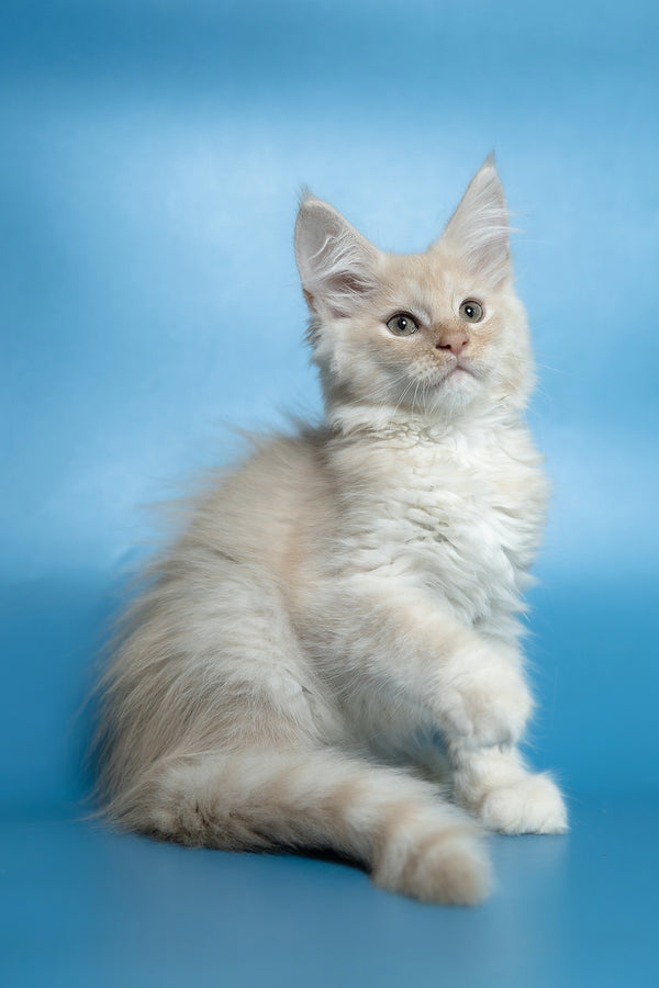 Callie | Maine Coon Kitten