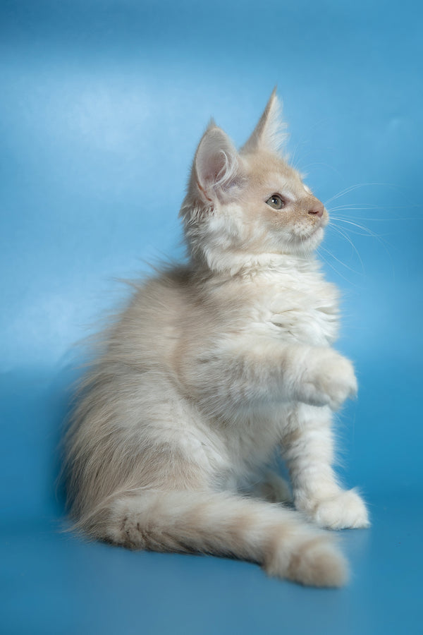 Callie | Maine Coon Kitten