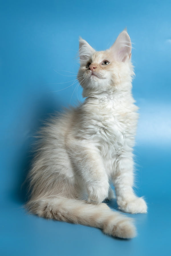Callie | Maine Coon Kitten