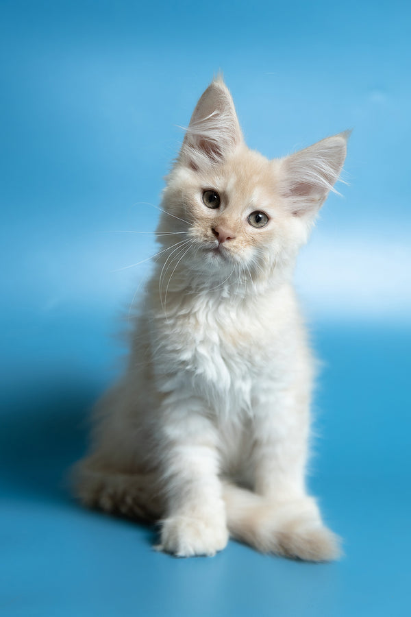 Callie | Maine Coon Kitten